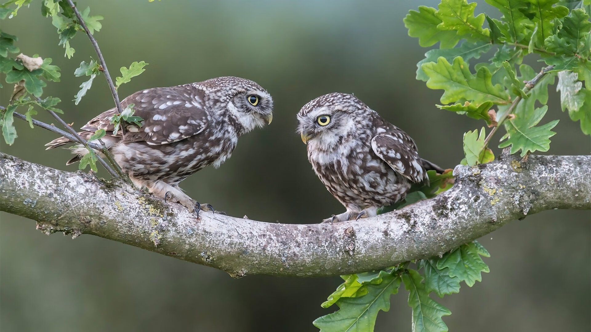 开云体育官方-勇士二队勇青联盟表现抢眼，或成未来替补力量，勇士队二队